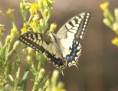 /album/photo-gallery-photogallery/swallowtail-butterfly-subbeticus-national-park-jpg/